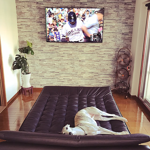 Lounge,壁掛けTV,ニトリ miz0808deaの部屋