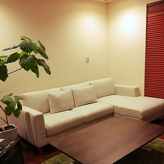 Lounge,SPIGA ソファー,エスティック,無垢の床,観葉植物,スクリーンカーテン,ラグマット,ウォルナット テーブル,ウンベラータ Sachiの部屋