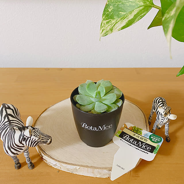 メキシカンスノーボール,BotaNice,虫対策,植物のある暮らし,多肉植物,観葉植物,暮らしを楽しむ,みどりのある暮らし,My Shelf yukaの部屋
