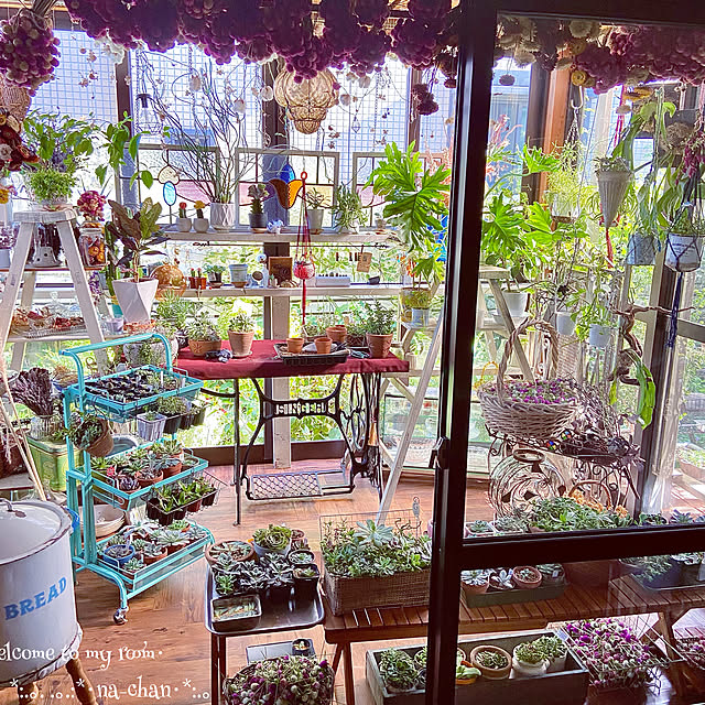 趣味部屋,多肉植物寄せ植え,着生植物,アンティークのある暮らし,観葉植物のある暮らし,ドライフラワーのある暮らし,多肉植物のある暮らし,自然を感じる暮らし,サボテン,サンルーム,花が好き♡,丁寧な暮らし,ヒボタン,サボテン接木,Overview na-chanの部屋