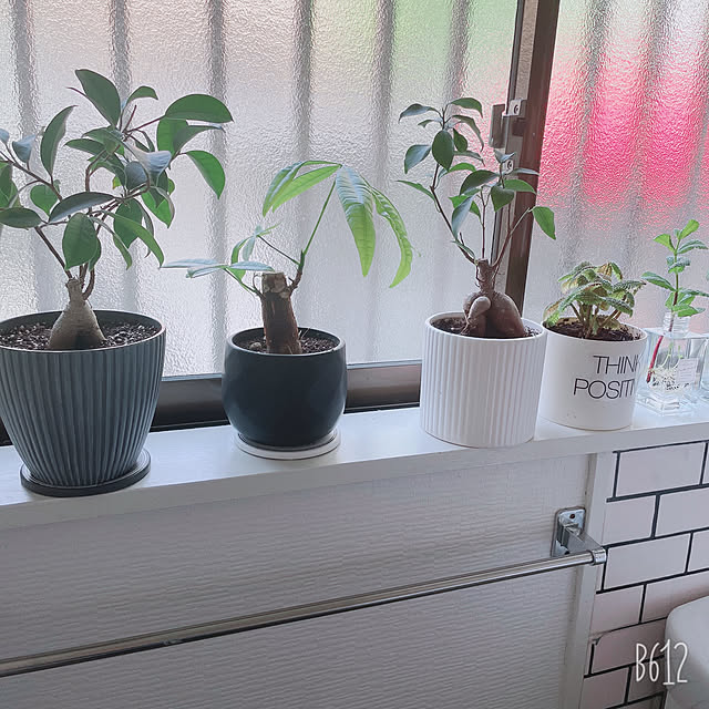 小さな心のオアシス ダイソーのミニ植物で作るグリーンコーナー Roomclip Mag 暮らしとインテリアのwebマガジン