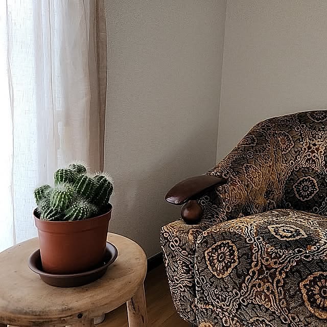 Lounge,一人暮らし,賃貸,2DK,観葉植物,サボテン,窓辺,カーテン,1人がけソファ taeraの部屋