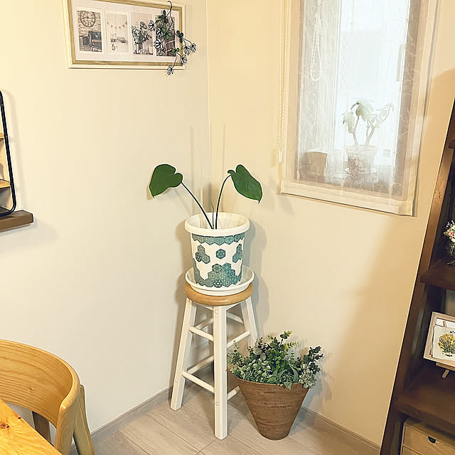 Lounge,モンステラ新葉,モンステラ水耕栽培,モンステラ植え替え,モンステラ株分け,モンステラ,観葉植物のある暮らし m0917mの部屋