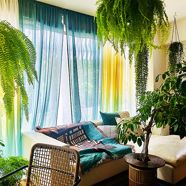 Lounge,買ってよかったもの,植物のある暮らし,スローケット,BIRTHDAY BAR,La Forma,観葉植物 DAYONEの部屋