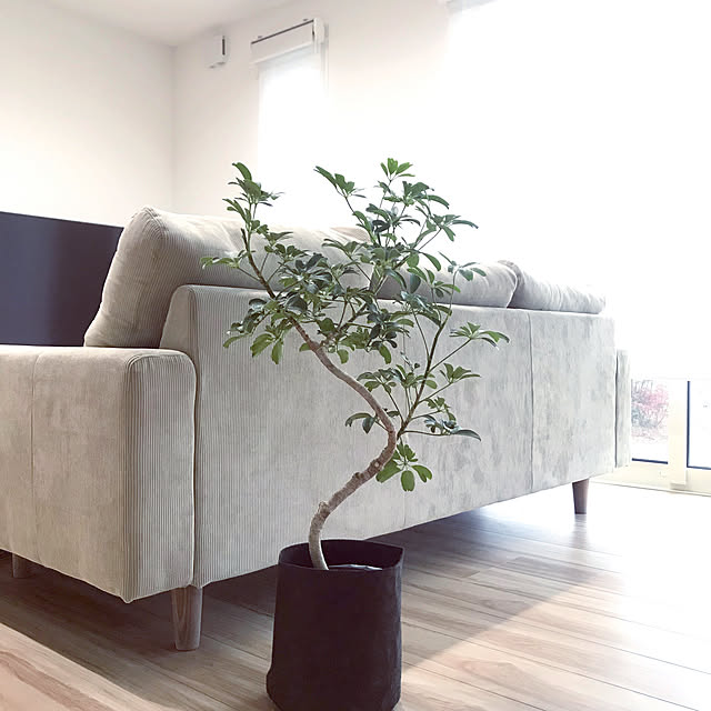 Lounge,シェフレラ,シンプルな暮らし,植物のある暮らし,観葉植物 yu__homeの部屋