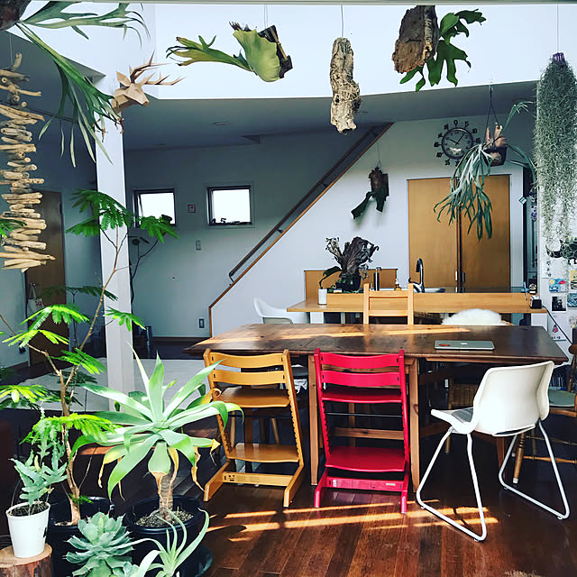 IKEA,無印良品,植物,カリン床材,吹き抜け,シンプル,流木,無垢の床,コウモリラン,吹き抜けリビング,NO GREEN NO LIFE,観葉植物,大きな窓,ウンベラータ,骨董品,フレームキッチン,ステンレスキッチン,トリップトラップ,ペーパークラフト,Overview hiroの部屋