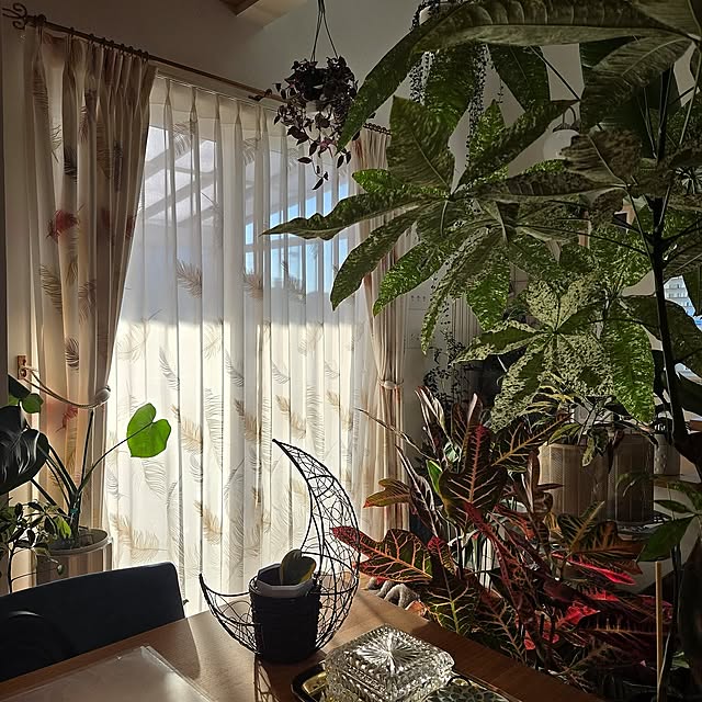 Lounge,一番好きな場所,土間のある暮らし,観葉植物のある暮らし,観葉植物のある生活,住江織物,観葉植物,観葉植物インテリア nonbiri_house_の部屋
