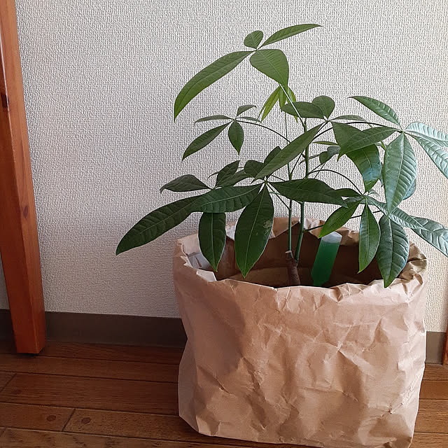 Overview,ほっこり,RCの出会いに感謝♡,すきなものに囲まれた暮らし,１日を大切に,賃貸でも楽しく♪,のんびりまったり♪,マンション暮らし,シンプルな暮らし,観葉植物のある暮らし,鉢カバー,再利用できるものは使う,リユース♻️,グリーンのある暮らし,参考にさせていただきました。,観葉植物,パキラ,鉢植え ririeeの部屋