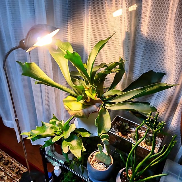 My Shelf,mtmtからNSDに戻りました,コウモリラン,春になるまで NSDの部屋