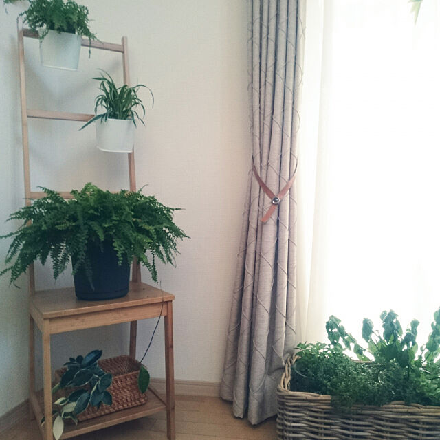 My Shelf,Botanical Style,植物に囲まれ隊,IKEA,ホヤ　カルノーサ,ハーブ,シダ nao525の部屋