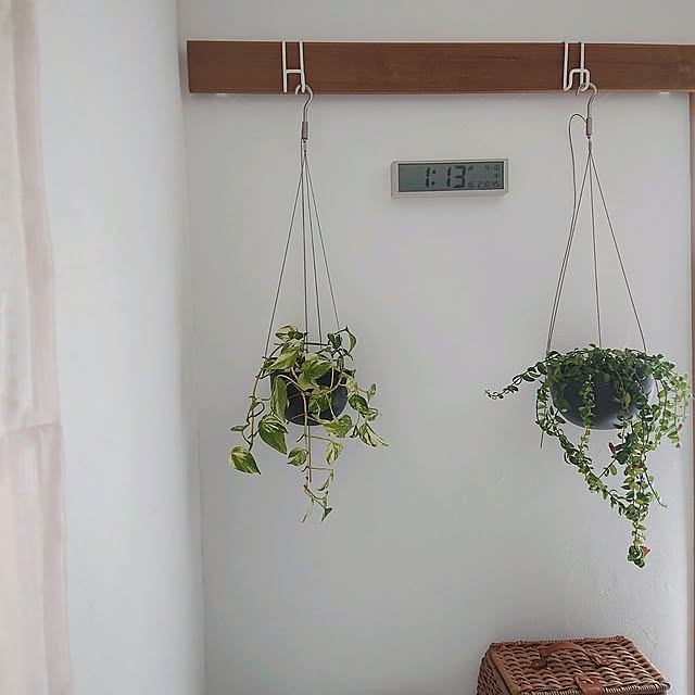 時計,イベント参加,エスキナンサス,観葉植物のある暮らし,ポトス,ハンギングプランター,無印良品,無印良品電波時計,壁掛け時計,エスキナンサスの蕾 Mi-koの部屋