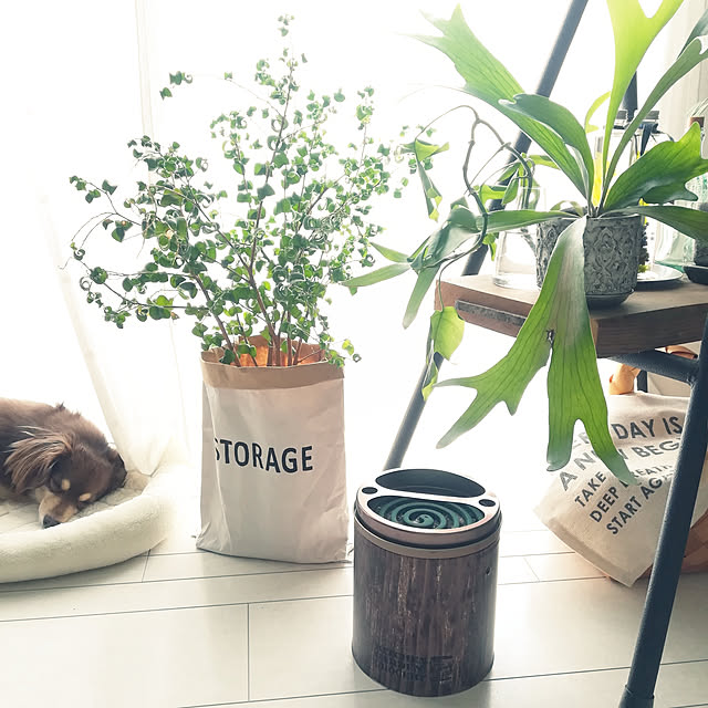 My Shelf,蚊取り線香缶リメイク,蚊取り線香,リメイクシート,ダイソー,ダイソーリメイクシート,蚊取り線香の缶,チワックス,いぬと暮らす,白い床,NO GREEN NO LIFE,コウモリラン,ペーパーバッグ,キャンドゥ rikakoの部屋