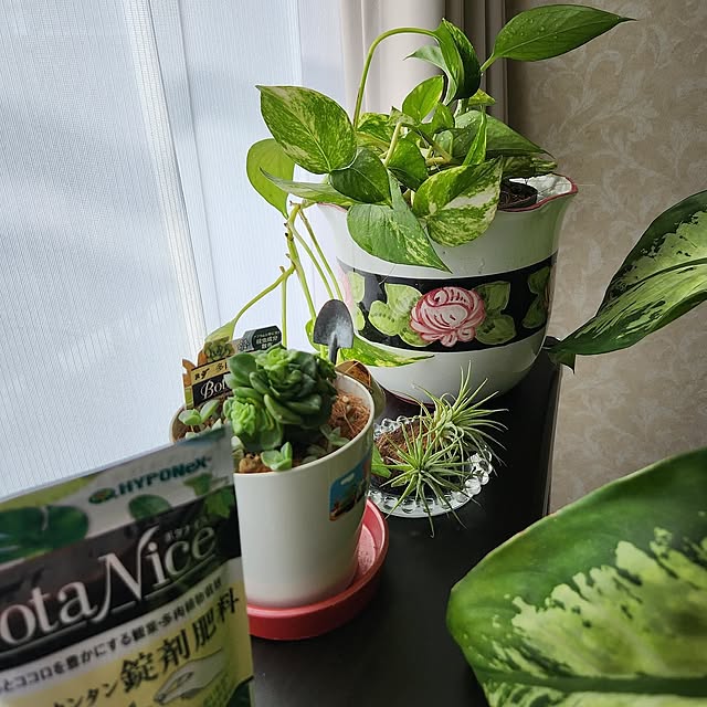 My Shelf,観葉植物のある暮らし,観葉植物,多肉植物,植物のある暮らし,虫対策,BotaNice,鉢カバー,ポトス,グリーン,夏,ディフェンバキア,マンション暮らし,植物と暮らす,日曜日の朝 takoの部屋