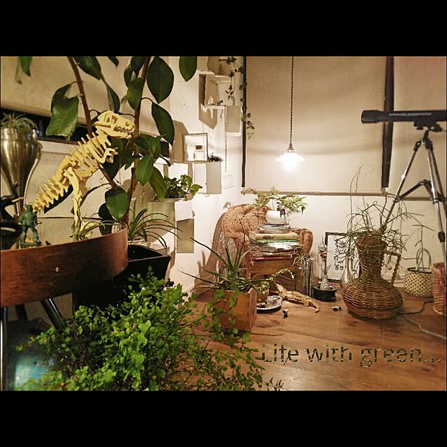 On Walls,照明,日常の風景,植物,green,ロールカーテン kaorinの部屋