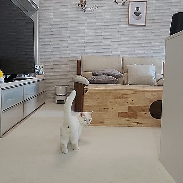 Lounge,猫と暮らす,猫のいる日常,猫と暮らす家,シンプルな暮らし,マンション暮らし,ねこと暮らす,保護猫と暮らす,マンションインテリア,北欧インテリア,猫と暮らすインテリア,エコカラット,ナチュラルインテリア tomatoの部屋