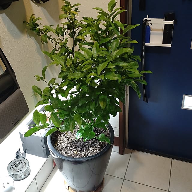 Entrance,いいね♪いつもありがとうございます❤️,おうちアウトドア,ガーデニングが好き,こぼれ鉢,LIXIL ココマ,セキスイハイム,花壇 手作り,くろ猫飼ってます,猫と暮らす家,庭キャンプ,黒猫 kuroの部屋