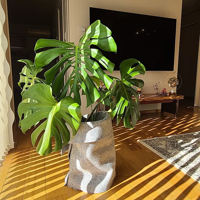 Lounge,モンステラ,冬,平屋,平屋暮らし,グリーンのある暮らし,モンステラ大好き,モンステラのある部屋,モンステラと過ごす,モンステラの日光浴 Rubiconの部屋