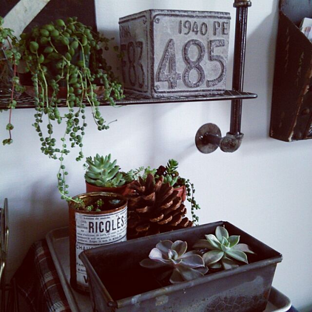 My Shelf,多肉植物,リメ缶,サビサビ,グリーンネックレス shinchiの部屋