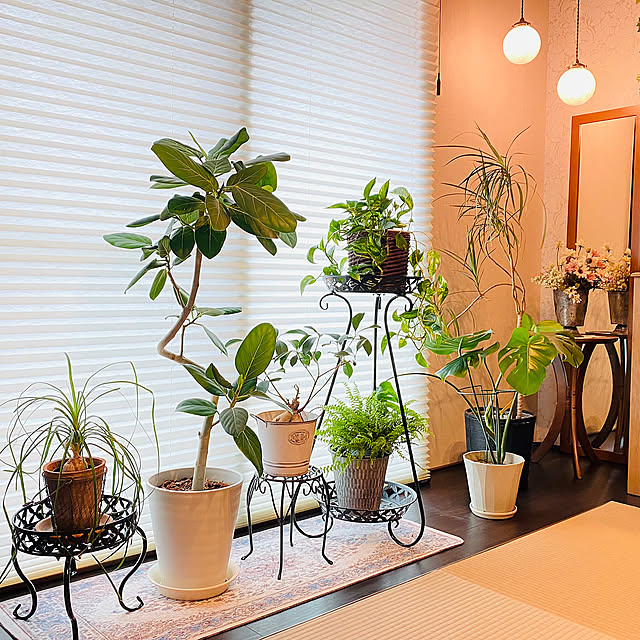 Overview,インプラス,和室,姿見ミラー,グリーン,観葉植物,間接照明,ペンダントライト,観葉植物のある暮らし,プリーツスクリーン,フィカスベンガレンシス,ガジュマル,ポトス,モンステラ,ドラセナ,ツデイシダ,植木鉢 yumirilの部屋