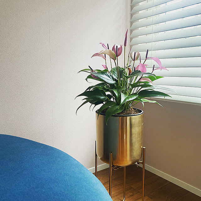 観葉植物のある暮らし,ゴールド,RUST,海外インテリア好き,海外のカラーセンスに憧れる,立川RUST,イギリスが好き,アンスリウム,Overview mipの部屋