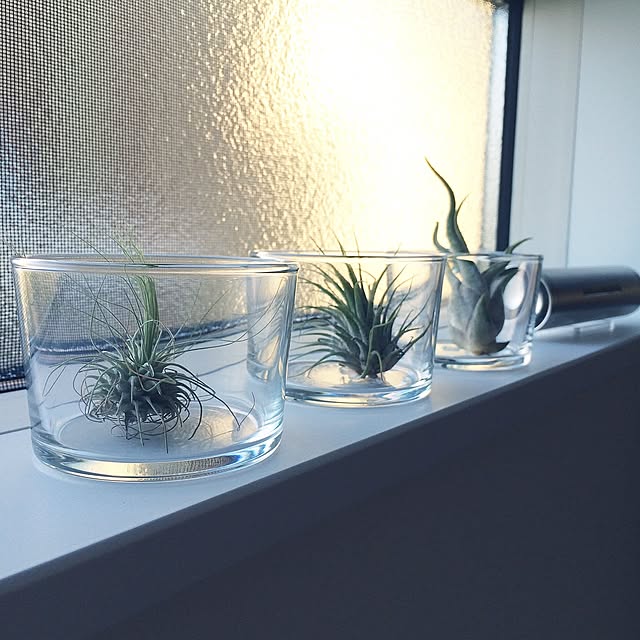 Kitchen,エアプランツ,観葉植物 mazinsanの部屋