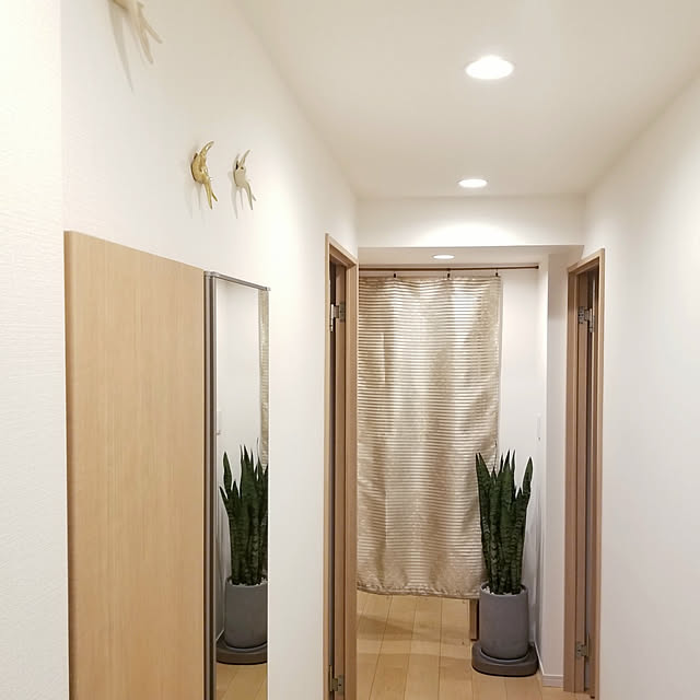 Entrance,観葉植物,グリーンのある暮らし,サンスベリア satokichiの部屋