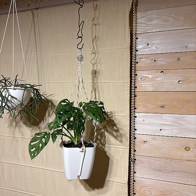 Lounge,マドカズラ,観葉植物,ダイソーリメイク,かべDIY coronの部屋