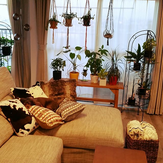 Lounge,NITORI,クッション,ソファー,着る毛布,膝掛け,プラハン,観葉植物,アイアン雑貨 soraの部屋