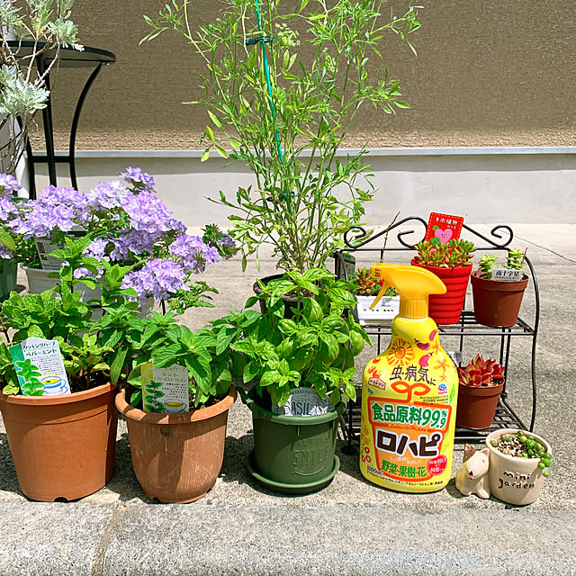 多肉植物のある暮らし,ハーブ育ててます,2021.5.9,ロハピ,アースガーデン,害虫対策,植物のある暮らし,ガーデニング,いいね、フォローに感謝です.｡.:*♡,いいねと、フォローの押し逃げすみません！,Entrance eshinobumの部屋