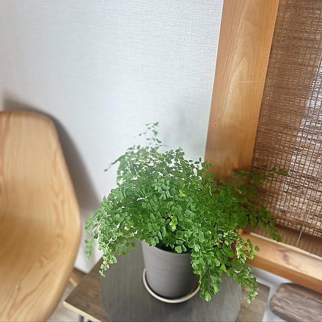 On Walls,朝陽,朝の風景,アジアンタム,グリーン,一階和室,観葉植物,夏 rookuの部屋