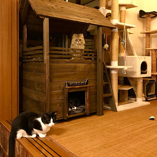 ネコ飼いさんがdiy ネコちゃんがよろこぶ手作り遊び場 Roomclip Mag 暮らしとインテリアのwebマガジン