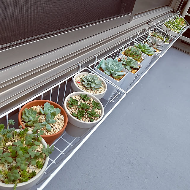 Overview,エケベリア,ベランダガーデン,多肉植物寄せ植え,多肉植物,百均,セリア,ダイソー,植木鉢,アイデア meiの部屋