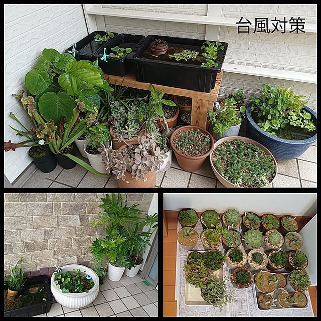 Entrance,台風対策,メダカ,玄関ポーチ,めだか,多肉植物,NO GREEN NO LIFE,ビオトープ soyokoの部屋