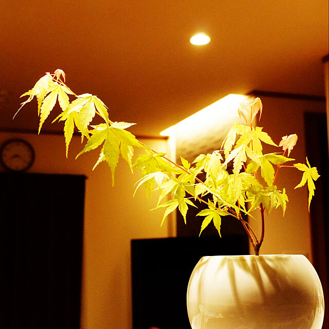 ミニ盆栽,DAIKO 照明,朝日ウッドテック,間接照明 RSYWの部屋