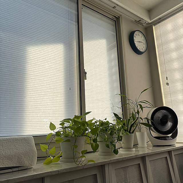 Lounge,インプラスfor Renovation,インプラス内窓,インプラス,ハニカムシェード,Tuissjp,観葉植物 Rainyの部屋