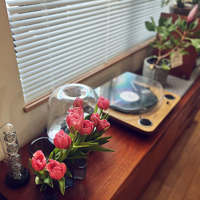 レコードのある生活,新生活,お気に入り,くつろぎ空間,好きな眺め,おうち時間,観葉植物のある暮らし,心地よい暮らし,すきなものに囲まれた暮らし,暮らしアップデート,小さなしあわせ,暮らしのひとコマ,私らしい暮らし,わたしの休日のすごし方,ブラインドのある暮らし,チューリップ,季節を楽しむ暮らし,マジックアマリリス,My Shelf akiの部屋