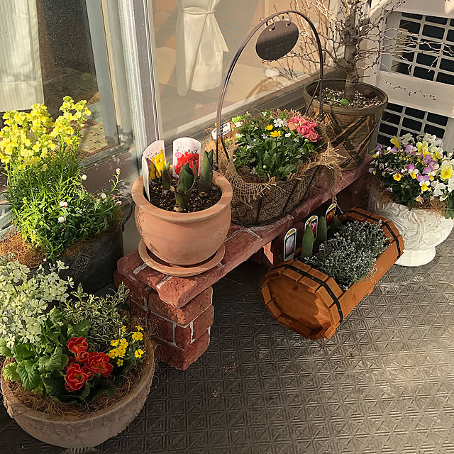 チューリップの球根大きくなりました,またお花増えました,ベランダガーデン,花のある暮らし,たくさんのいいね、コメントに感謝します☆,花かんざし,ビオラ寄せ植え,プリムラジュリアン,桜の蕾,Entrance,お花のある暮らし miyakoの部屋