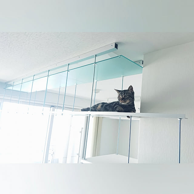 On Walls,DIY,ホワイトインテリア,猫のいる日常,キャットタワー,キャットウォーク,キャットウォークDIY,キャットタワーDIY,ねこ愛 hinataの部屋