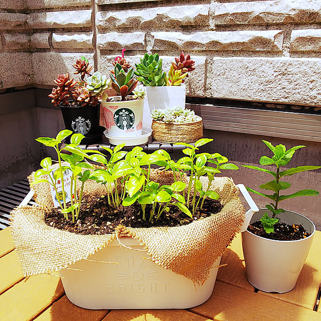 Bedroom,多肉植物,多肉植物寄せ植え,バジル,ミント,虫除け対策,虫除けハーブ,虫対策 akiwaka-roomの部屋