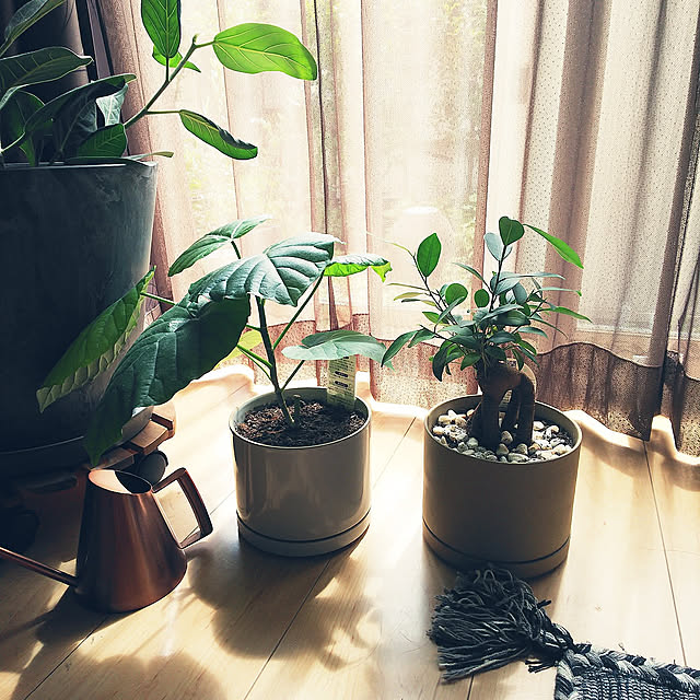 Lounge,観葉植物のある暮らし,DIY苦手です,フォロワー募集中です,建売住宅,ハサミポーセリン,ウンベラータ,ガジュマル,ジョウロ Kira.Ryu.の部屋