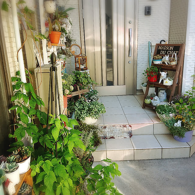 Entrance,花のある暮らし,ニトリ,ウッドラック,LIXIL玄関ドア,建売住宅,うさぎ雑貨,もみじいちご,多肉植物,サボテン,庭 Gomaの部屋