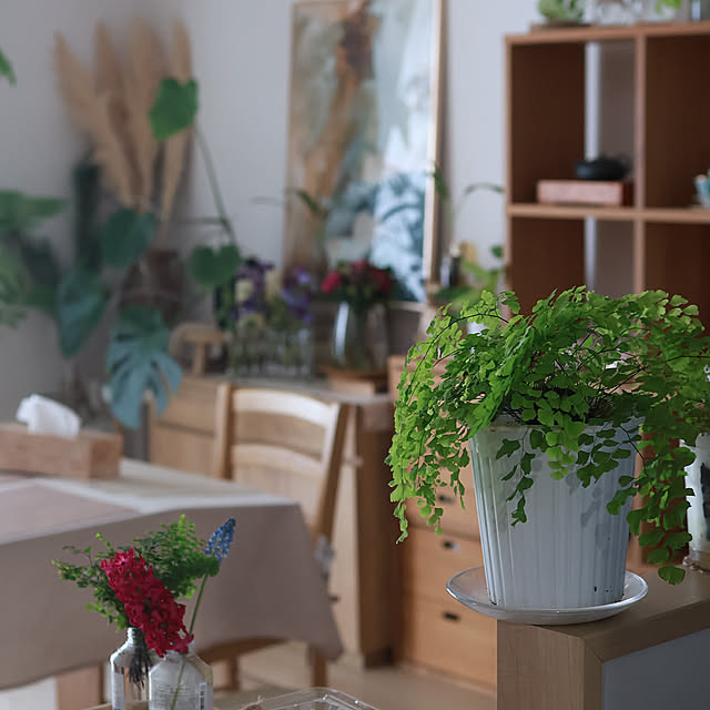 Kitchen,季節を楽しむ暮らし,観葉植物,観葉植物のある暮らし,ボタニカルインテリア Summerの部屋