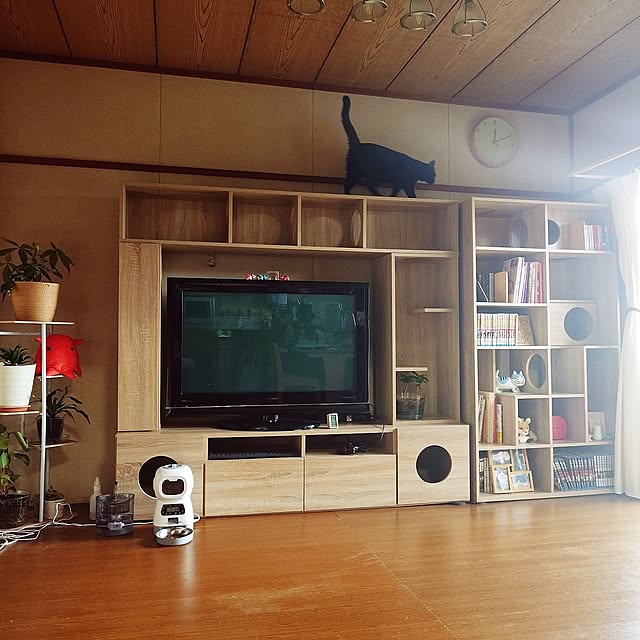 Lounge,団地,団地インテリア,団地　賃貸,団地暮らし,賃貸でも楽しく♪,たたみ→フローリング,ナチュラルが好き,猫と暮らす,猫とインテリア,LOWYA,テレビボード,本棚,観葉植物 butterflykissの部屋