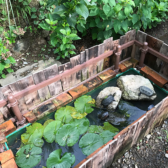 Bathroom,紫陽花,カメの池,クサガメ,イシガメ,ホテイアオイ,睡蓮,砂利撤去中,石積みのある庭,なぜか家にグラウンドがある,山奥 pepeの部屋