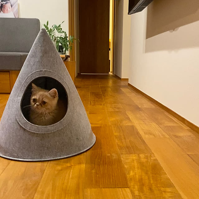 Overview,猫初心者,ねこと暮らす,ねこがやってきた,ねこのいる暮らし,プチプラ,スタンダードプロダクツ,キャットハウス,プチプラインテリア,中庭のある家,植物のある暮らし,こどもと暮らす。 sznoieの部屋