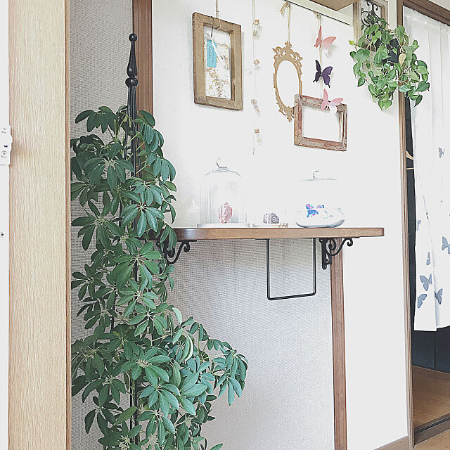 ポトス,観葉植物,カポック,アンティーク風,花のある暮らし,NO GREEN NO LIFE,植物のある暮らし,グリーン,Entrance matsumoの部屋