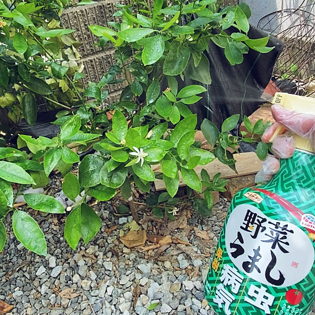 ライムの木,野菜うまし,アースガーデン,害虫対策,家庭菜園,ガーデニング minu5656の部屋