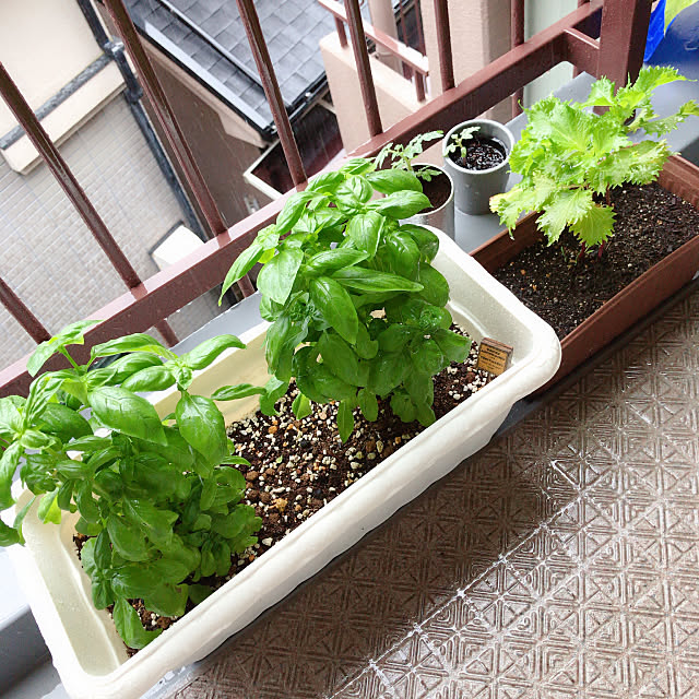 自分で育てたものを食卓へ 好みの植物で始めるベランダ菜園 Roomclip Mag 暮らしとインテリアのwebマガジン