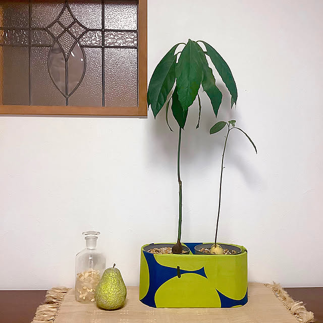 My Shelf,ダンボールリメイク,鉢カバー,プランターカバー,アボカド栽培,手ぬぐい,伝統工芸,永楽屋,手ぬぐいのある暮らし,観葉植物,(*´꒳`*) naive.coccoの部屋
