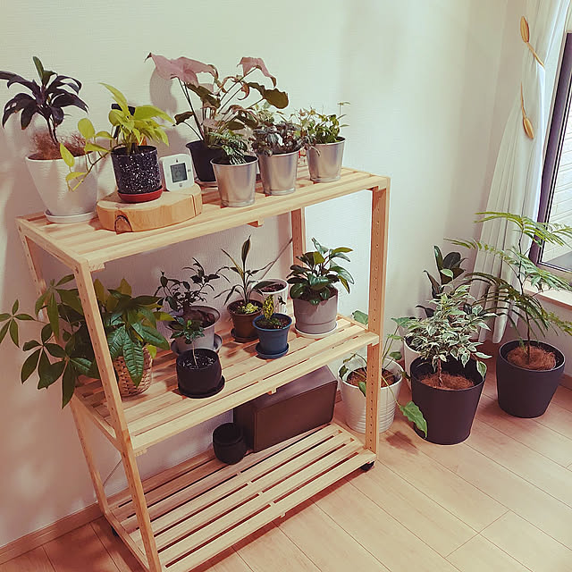 My Shelf,趣味部屋,観葉植物のある暮らし,ニトリの棚 rinrinの部屋